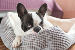 Hundebetten für den kleinen Hund