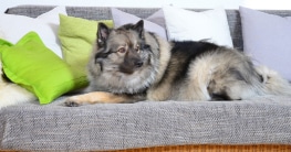 Was ist ein Hundesofa?