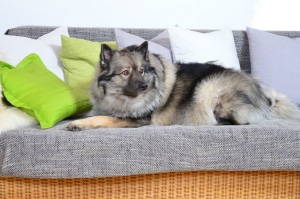 Was ist ein Hundesofa?