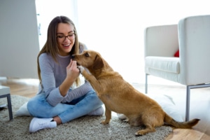 Welche Vorteile haben Hundesofas?